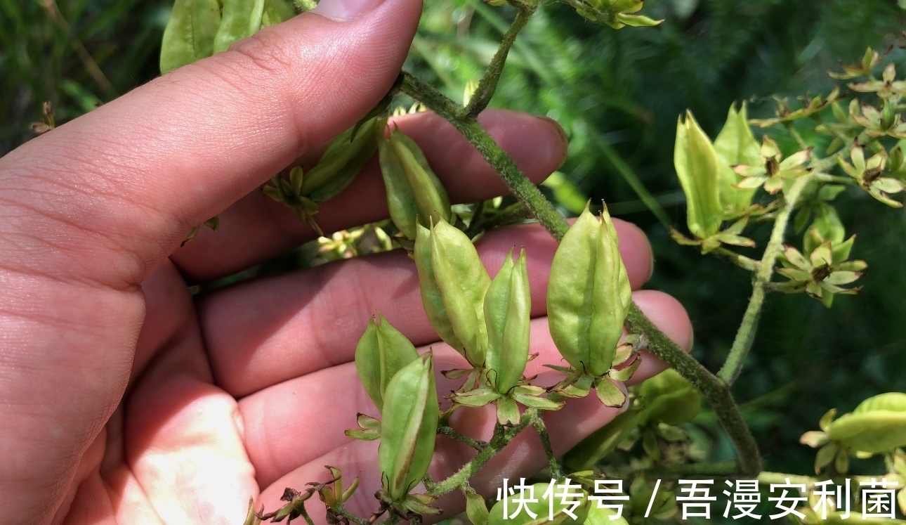 黎芦|“藜芦”山里很常见，是有毒的药用植物！生活在农村有必要认识