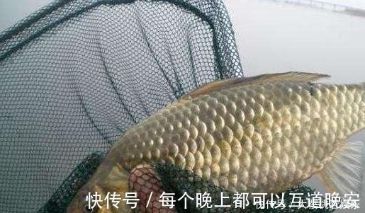 饵料|这东西常人难以接受，却是很不错的钓鱼饵料，钓鲫鱼鲤鱼效果绝佳