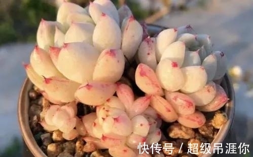 佳人|多肉佳丽何止三千,不如养棵阿尔巴佳人,足以艳压群芳