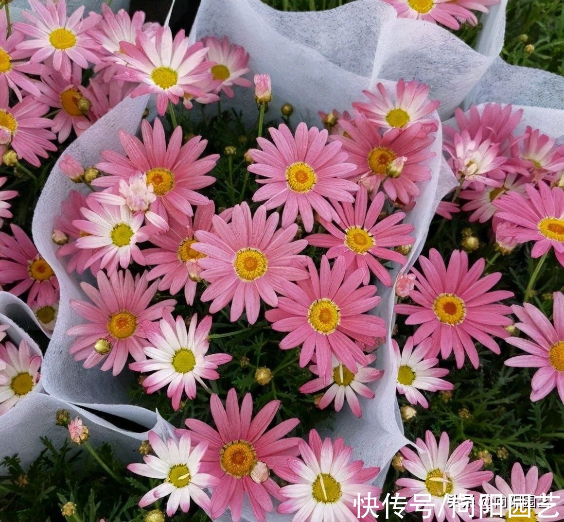 孔雀草|最容易爆花的6种草花，有太阳就开花，阳台党必备，赶紧入手