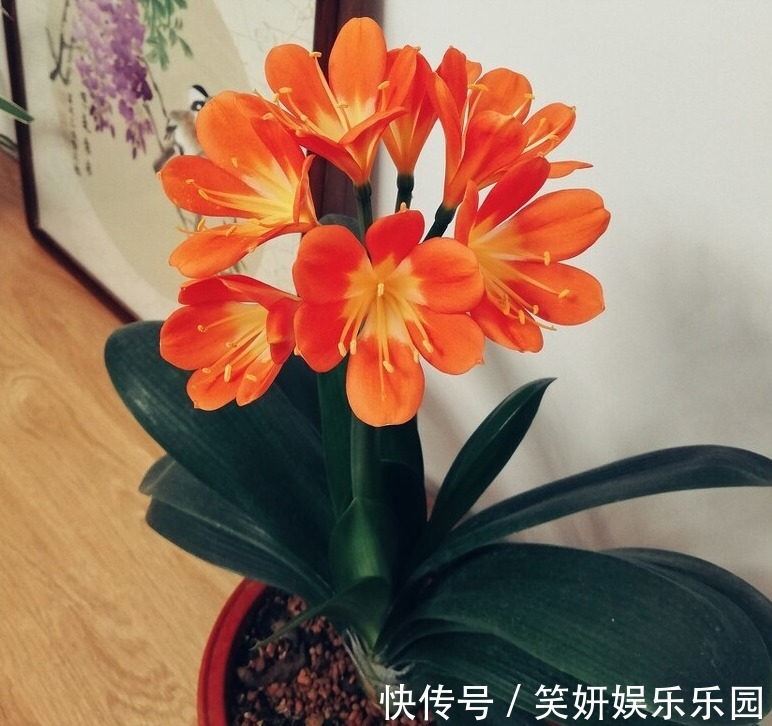 “春不出，夏不晒，秋不干，冬不湿”，君子兰的四季莳养