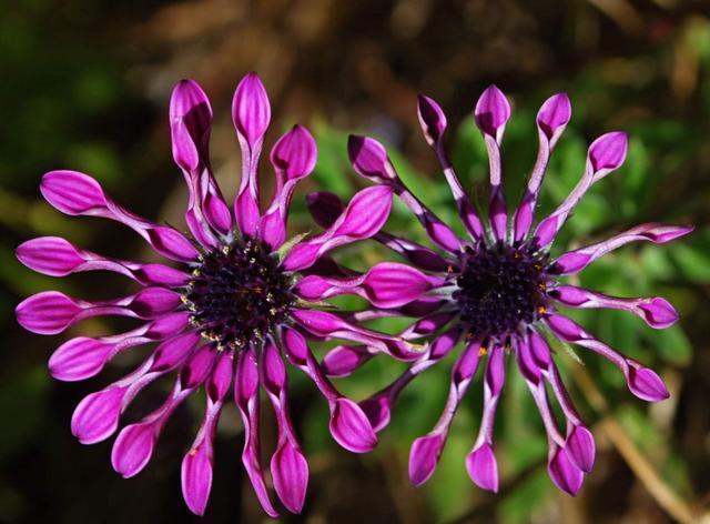 家养|适合家养的3种花,开花爆盆很容易,满屋都是花香味,谁养谁喜欢