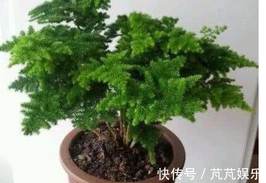 “它”比淘米水、啤酒水强百倍,用一勺“它”,养啥能爆盆