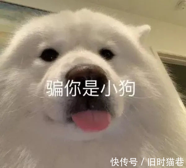 |搞笑表情包:不想回消息假装睡着好了