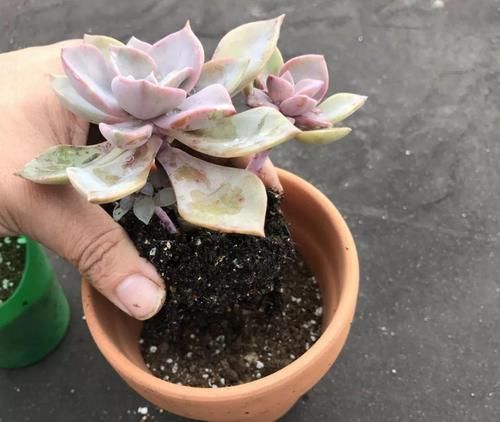4月末，养殖多肉莫错过最后的换盆时机，操作得当1周就服盆
