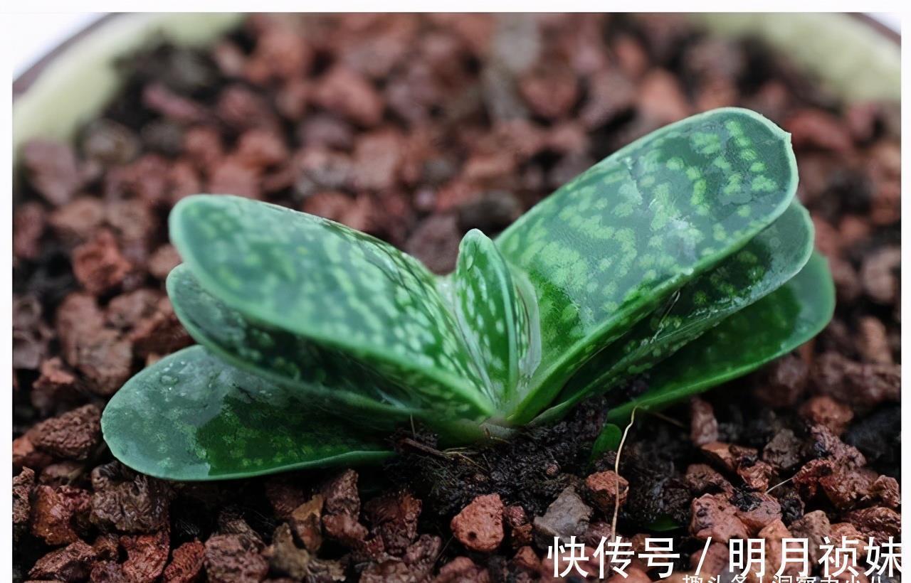 3种“不起眼”的多肉,原本无人问津,后期成网红抢手货,抢着要