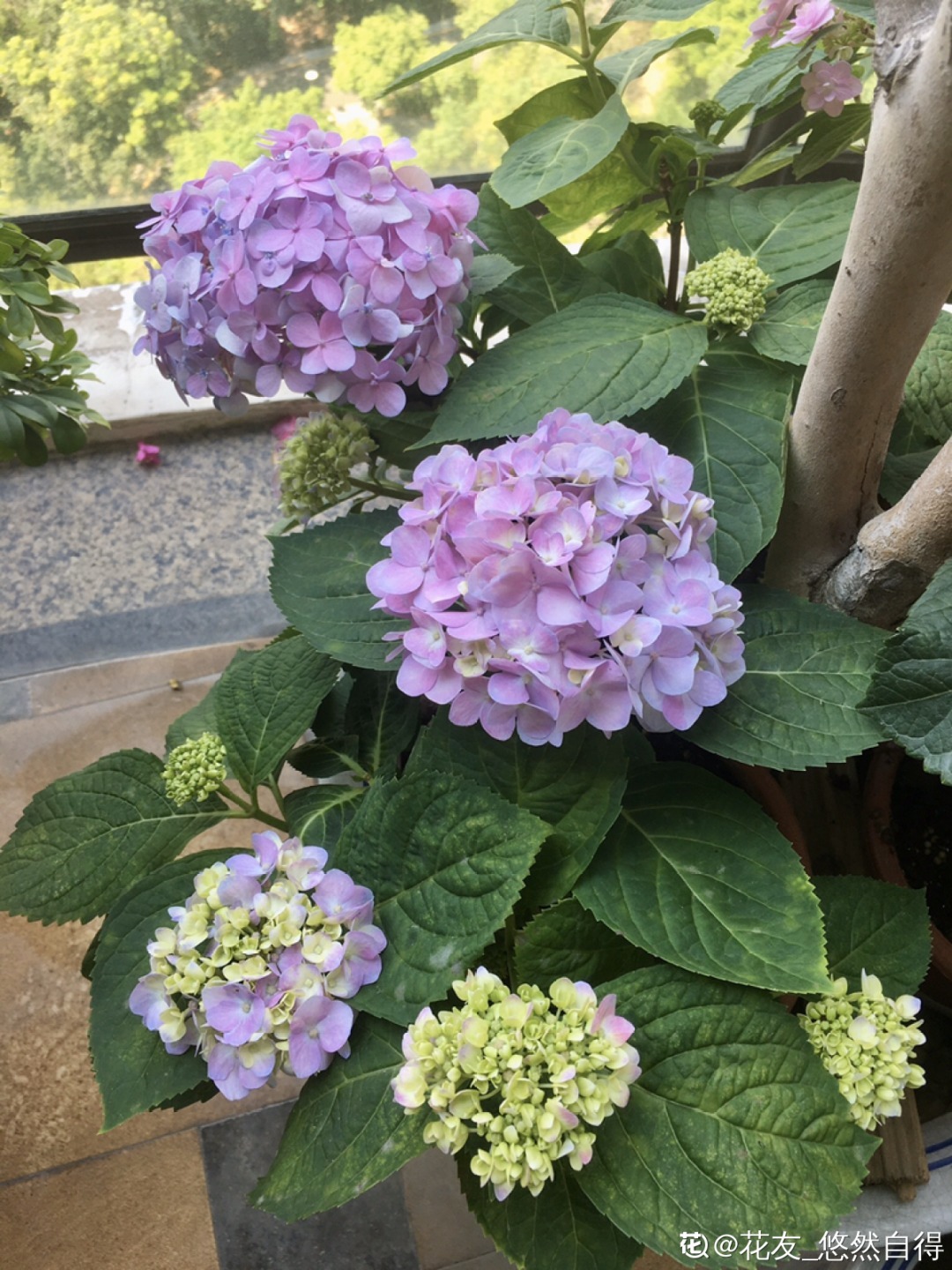 折腾不死的25种花,咋养都爆盆,家里必须养!