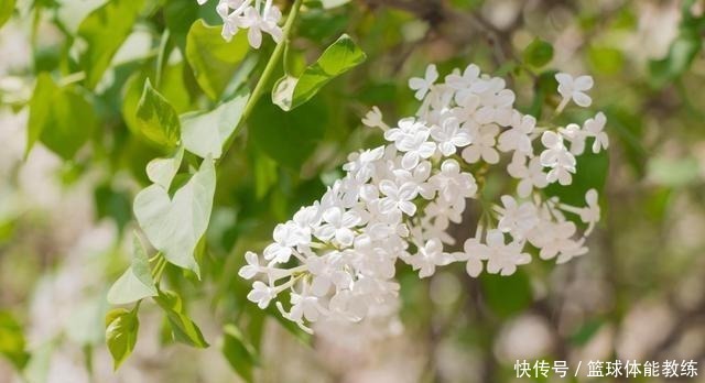 硫酸亚|栀子花盆里放点它，7天猛窜白根，叶片绿得发黑，开出层叠花朵！