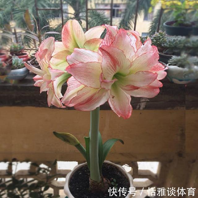 朱顶红花枝亭亭玉立,掌握盆栽催花技巧,促进一年多次开花