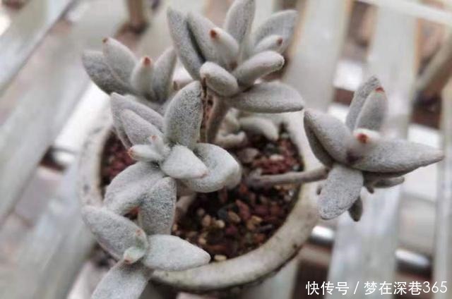 最服5种多肉的求生欲,怎么折腾都不死,你家有同款吗晒晒