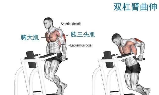 双杠臂|同一个动作,不同的握法,用它练胸大肌和三头肌最合适不过了