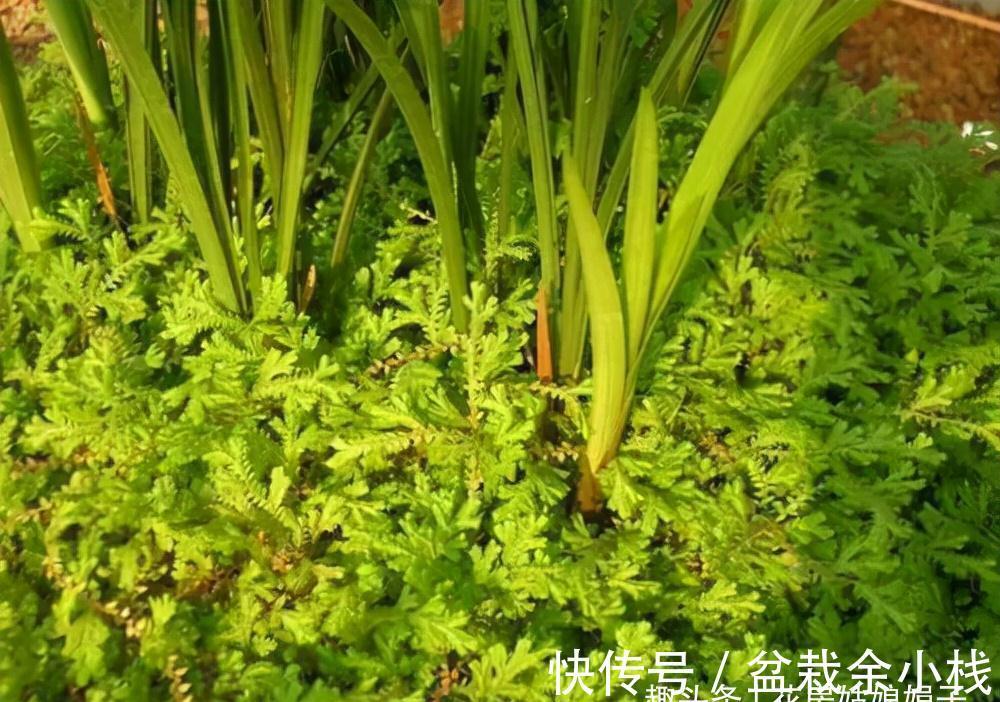 这种草是蕨类植物，能给兰花铺面，好看好养益处多，比苔藓还好用