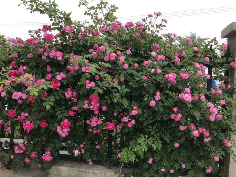 阳台养花就选这种,一开就是大半年,花开香飘溢满屋,阳台变花园