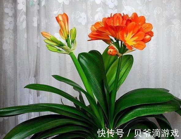 君子兰如何养根,教你4点小技巧,轻松养出粗壮根,真值