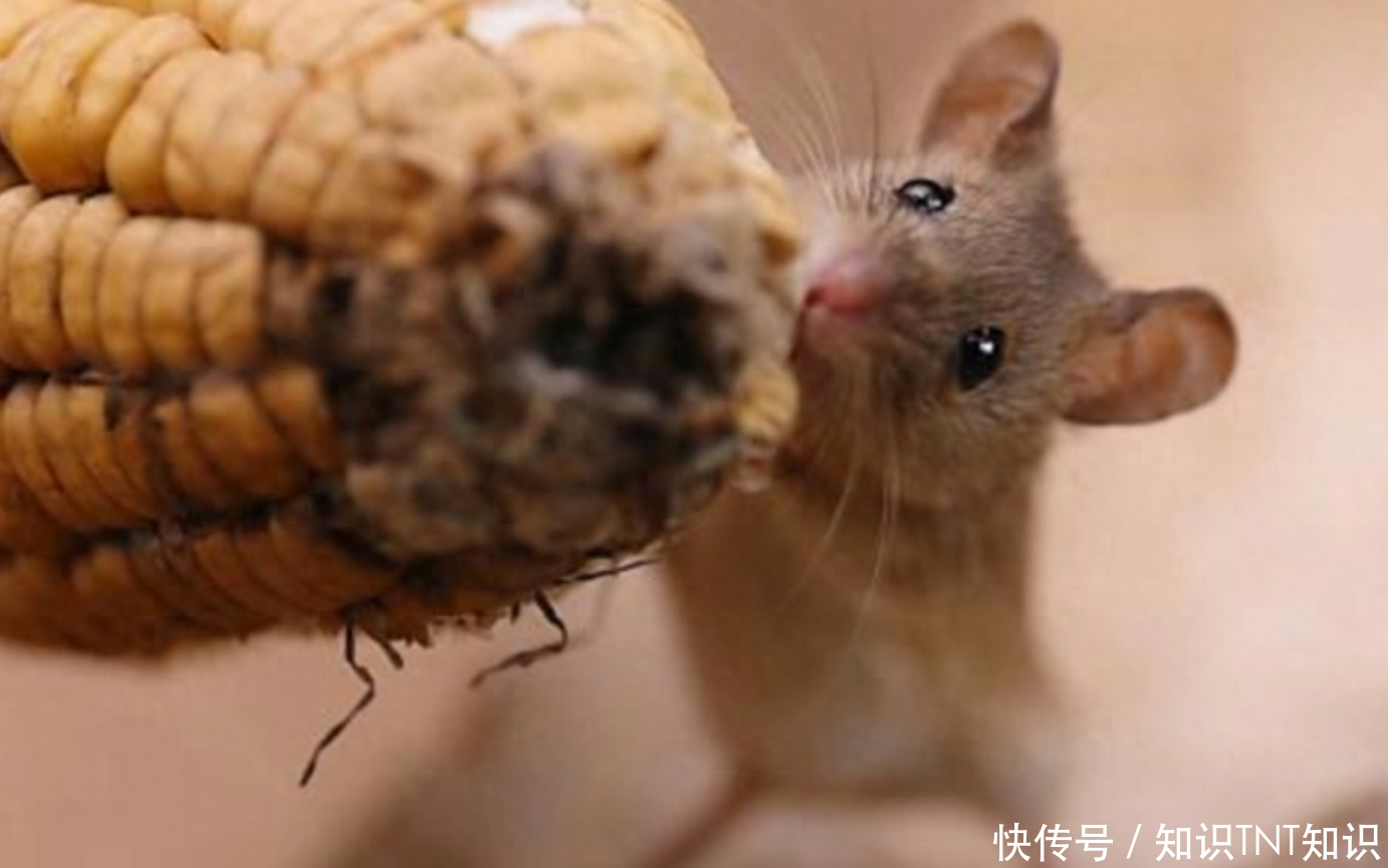 梦境迷踪，解析梦见老鼠吃自家玉米，抓住又跑了的深层含义