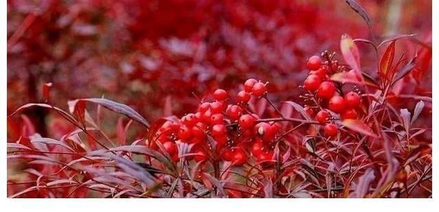 相思子|在农村分布有5种野果,全都含有“剧毒”,遇到千万不要采摘误食