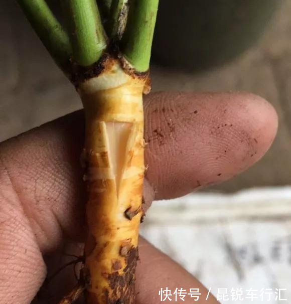 砧木|花开像月季,易爆花,-20℃冻不死,好养活不生病,比桂花香10倍