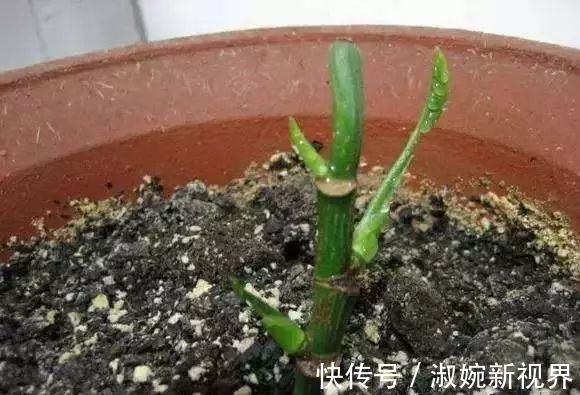 有救|妙招要死的绿萝舍得丢剪一剪,插一插,一个月后爆盆绿油油