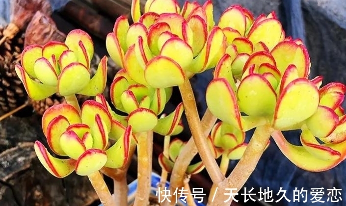 多肉达摩宝珠常被拿来跟玉树作比较，新手也能养成大老桩?