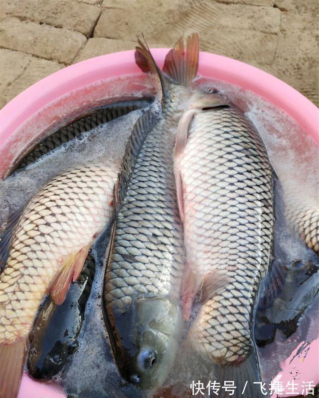 一道坎|野钓经典钓位二道坎,鱼儿必经之地,这样钓增大爆护概率