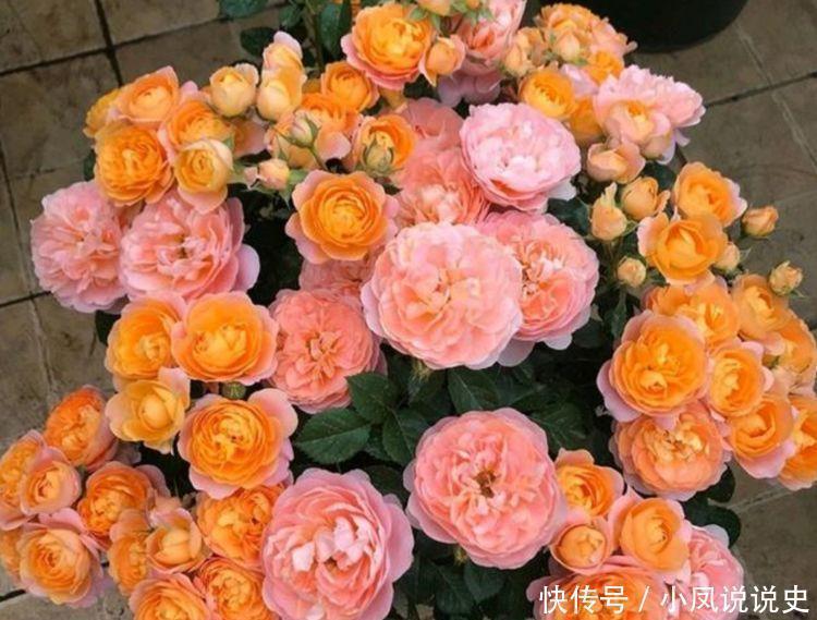 4种花是爆盆能手,开起花来拦不住,开成花海超美的