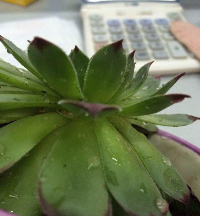 多肉叶片下翻怎么办2招就搞定,越长越壮,变成姿态优美的老桩