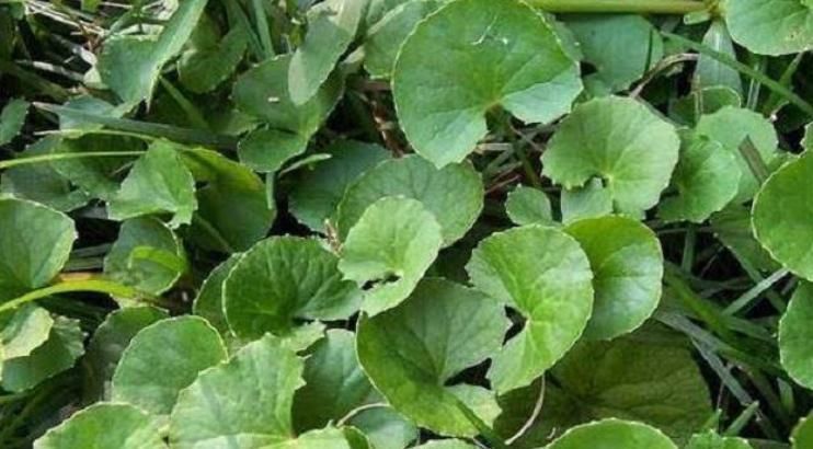 野草|农村此药草号称解毒王,被很多人当是野草,男女老少滋补养身