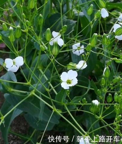 这2种野花遇到别放过,掐一根枝条就能活,开花俊俏可爱!