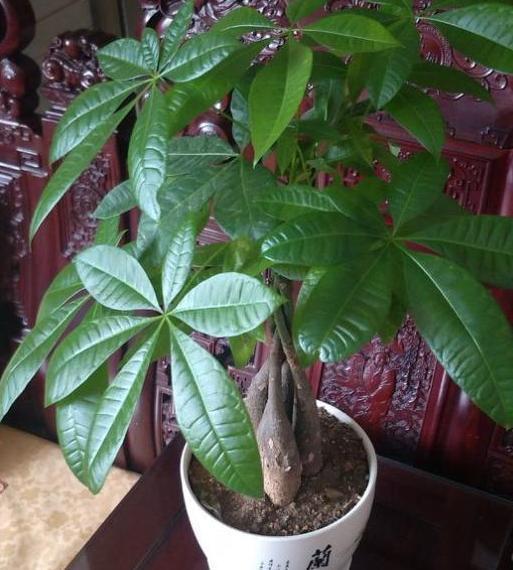 养观叶植物发财树,盆栽打蔫、没精神还生长迟缓该怎么办