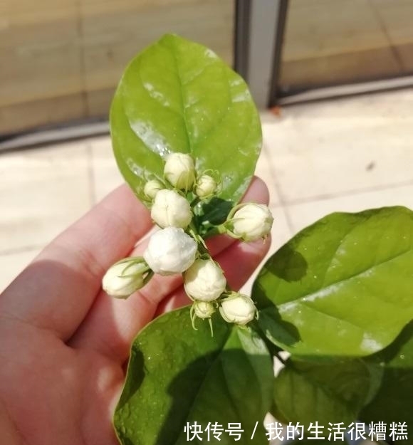 茉莉花怎么养?“清兰花,浊茉莉”,给茉莉换换土,开花更多