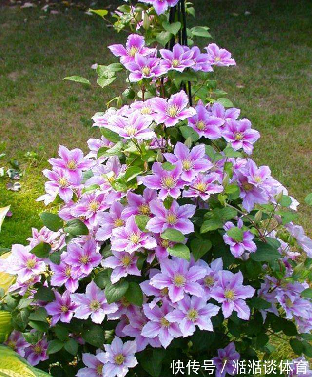 6种“硬气花”,冬天赶紧“扔出去”,冻一冻才壮,开花更劲爆