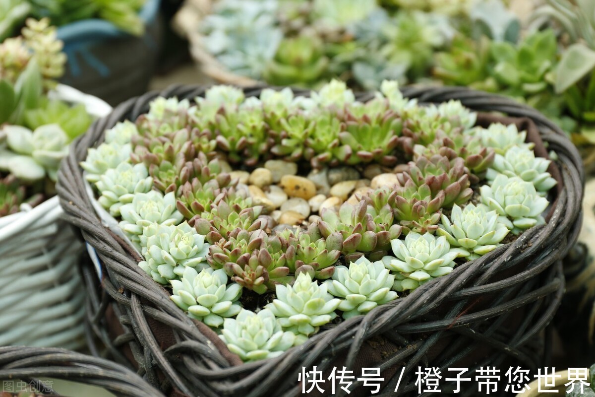 浇水|怎么把多肉养植物成“多肉”