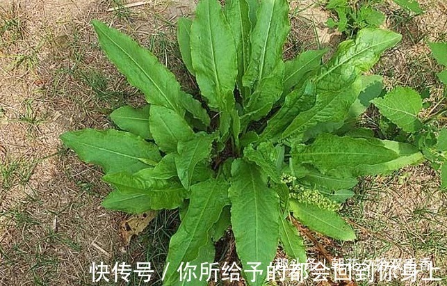 农村|农村参见的一种野菜，叶子长得像极了菠菜，殊不知味道独特价值高