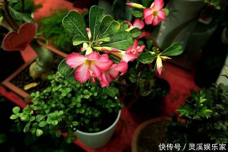 柚子皮做肥料养花，让花卉蹭蹭冒花苞，四季不断，效果超级棒