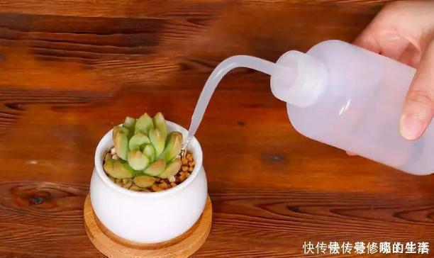 阳台上|给多肉盆栽浇水，寒冬谨记此3点，不怕冻不烂根，越冷越出状态