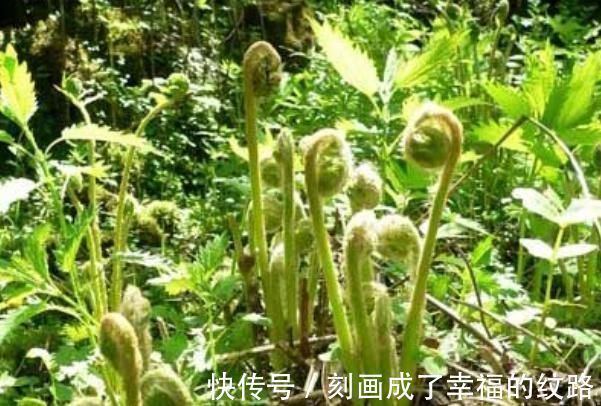 小根|农村遍地生长的十大野菜，浑身都是宝，降三高防癌，城里人抢着吃