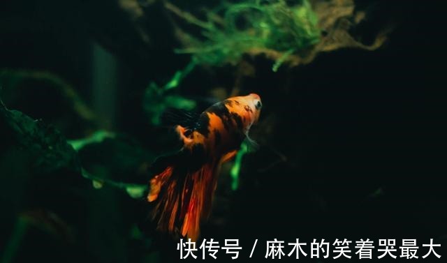 为什么你的鱼总是不断死去什么原因如何预防!