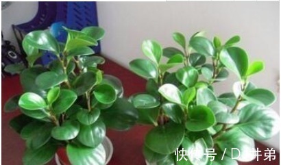 净化|4种健康花,吸甲醛、促睡眠,“守护”家人健康,可以多养几盆