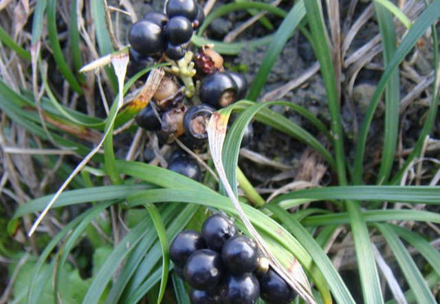 心肌缺血|被誉为'不老药',果实像珍珠,浑身上下都是宝,你认识吗?