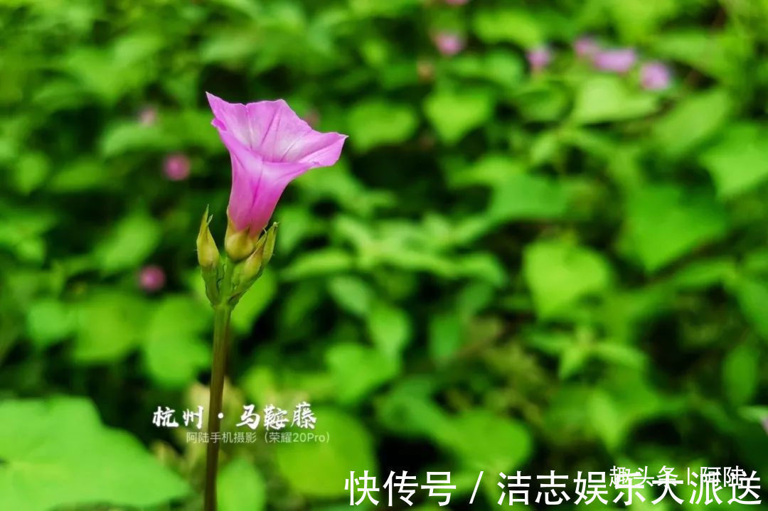 夏秋季|杭州小区里这种喇叭花,其实是“海滨花后”,可以解海蜇刺伤的毒