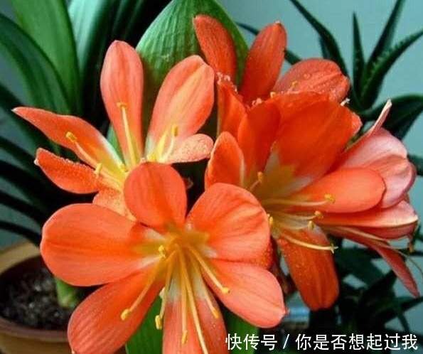 养君子兰,学会4个“小技巧”,叶片肥厚油亮,呼呼开花!