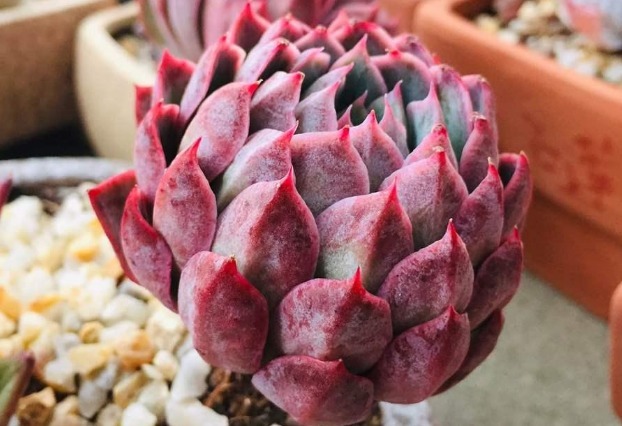 新手适合养什么植物,不妨看看这些多肉,漂亮又好养