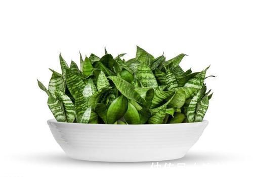 植株|养虎皮兰,能不能晒太阳,怎么养能长得更旺,为你揭开答案