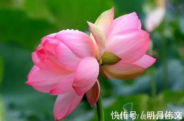 凤仙花性|4种花很适合阳台养,花香四溢,花朵烂漫迷人,开花一簇簇4