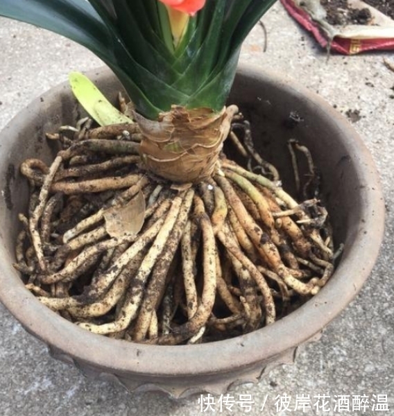 如何让君子兰主动开花?给你4个建议,到时间就开,不用发愁