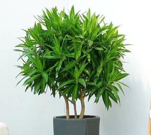 |沙雕动画,搞笑:小时候用飘柔洗头,我妈拽我头发根本抓不住!