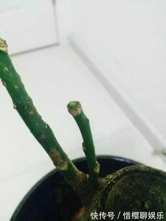 发财树叶子落光快死了别担心,只要简单几招就能生机勃勃