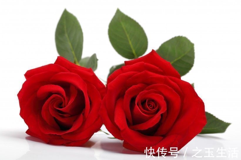 爱情|未来一周,缘分桃花修成正果,爱情开花结果的四个生肖