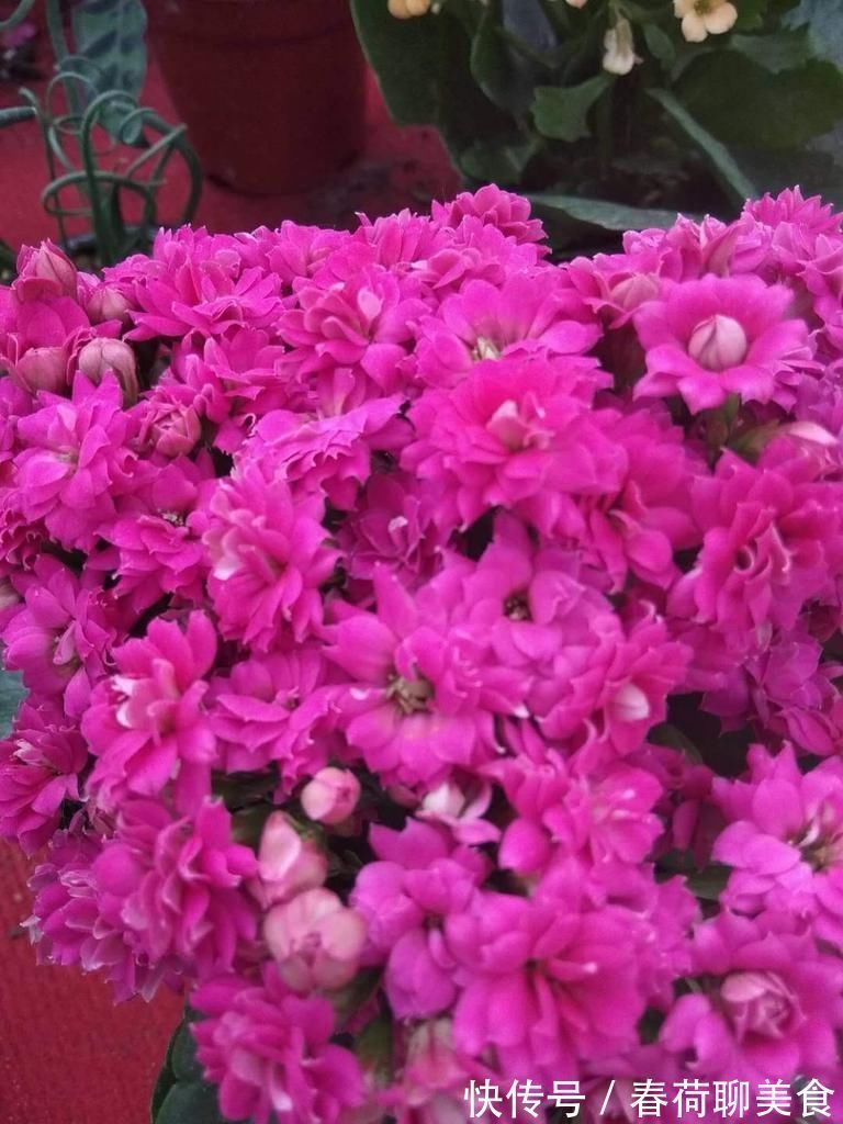 风花雪月|花期长好养护的长寿花,居然有这么多品种,真的美极了!