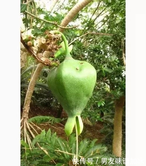 奇花、奇花、奇花、罕见奇花,赶快打开欣赏吧